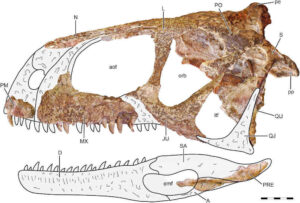 Abelisaurus Skull Anatomy: A Comprehensive Guide