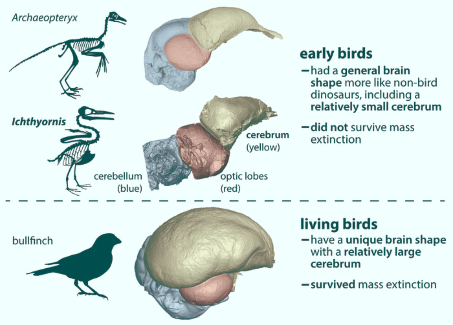 What Dinosaur Looks Like a Bird