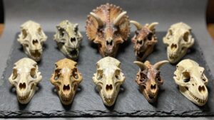 top eight dinosaur skulls