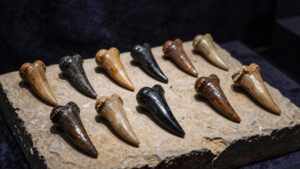 top eight precise fossil teeth